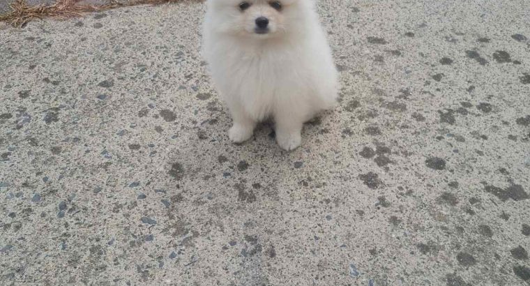 Pomeranian puppies for sale