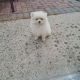 Pomeranian puppies for sale