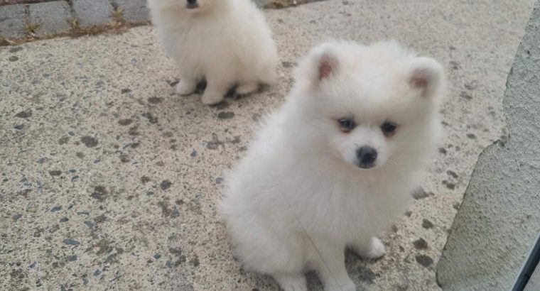 Pomeranian puppies for sale