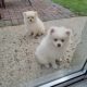 Pomeranian puppies for sale