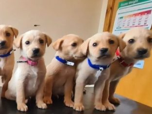 Labrador puppys