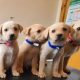 Labrador puppys