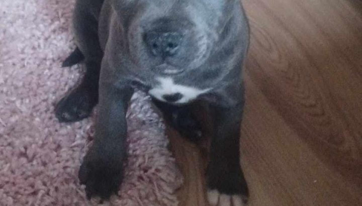 9 week old female staffy for sale