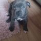 9 week old female staffy for sale