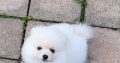 Pomeranian puppies for sale