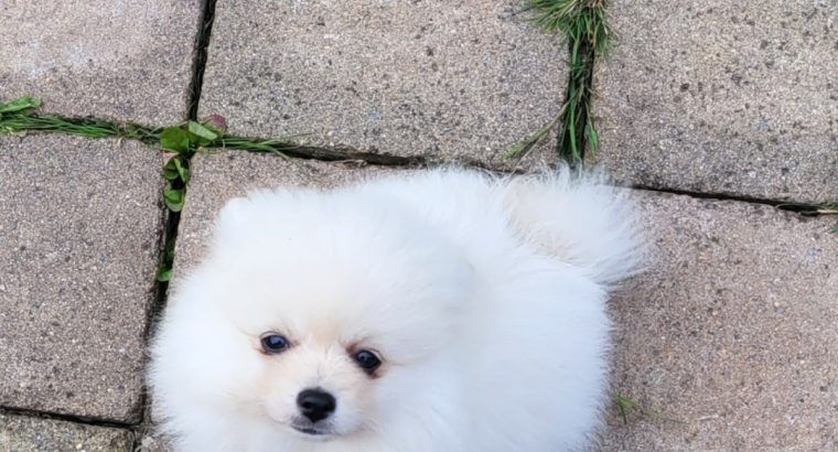 Pomeranian puppies for sale