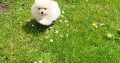 Pomeranian puppies for sale