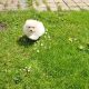 Pomeranian puppies for sale