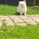 Pomeranian puppies for sale