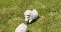 Pomeranian puppies for sale