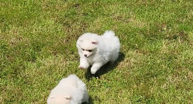 Pomeranian puppies for sale