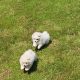 Pomeranian puppies for sale