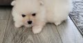 Pomeranian puppies for sale