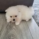 Pomeranian puppies for sale