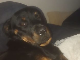 Rotweiler puppy