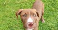 American Pitbul Terrier puppies for sale