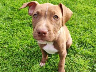 American Pitbul Terrier puppies for sale