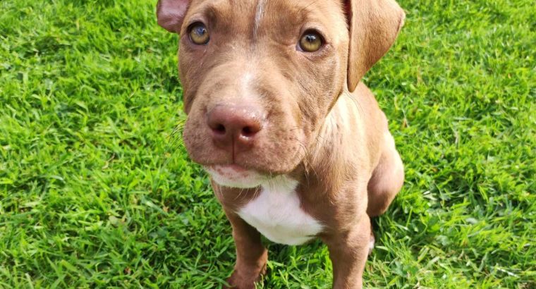 American Pitbul Terrier puppies for sale