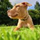 American Pitbul Terrier puppies for sale