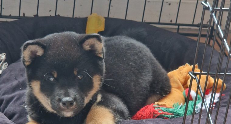 Japanese shiba inu puppies