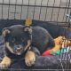 Japanese shiba inu puppies