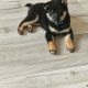 Japanese shiba inu puppies