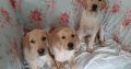 Fabulous Golden Labrador Puppies for Sale