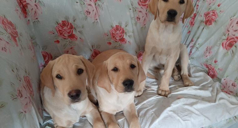 Fabulous Golden Labrador Puppies for Sale