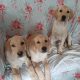 Fabulous Golden Labrador Puppies for Sale