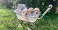 Fabulous Golden Labrador Puppies for Sale