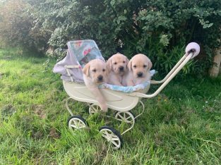 Fabulous Golden Labrador Puppies for Sale