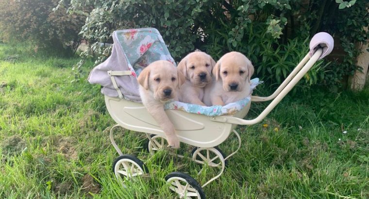 Fabulous Golden Labrador Puppies for Sale