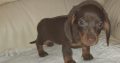 IKC miniature dachshund puppies