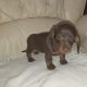 IKC miniature dachshund puppies