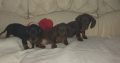 IKC miniature dachshund puppies