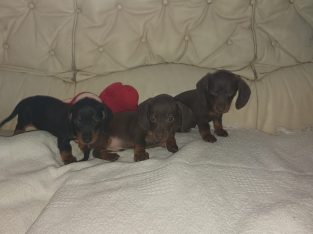 IKC miniature dachshund puppies