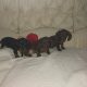 IKC miniature dachshund puppies