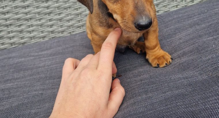 Dachshund