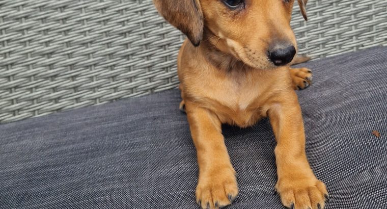 Dachshund