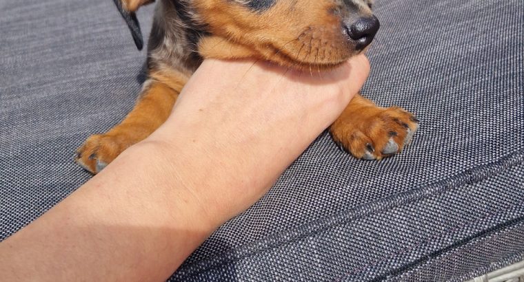 Dachshund