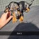 Dachshund