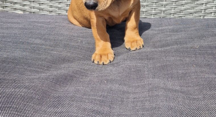 Dachshund