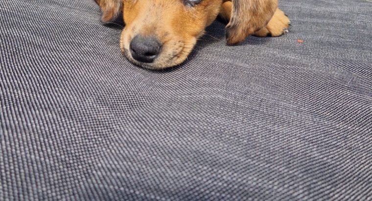 Dachshund