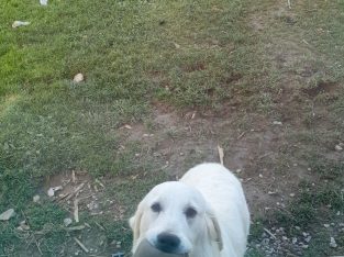 pure bred golden retriever for sale €550