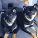 Japanese shiba inu puppies