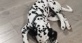 Cute and handsome Dalmatians,Six months old