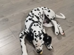 Cute and handsome Dalmatians,Six months old