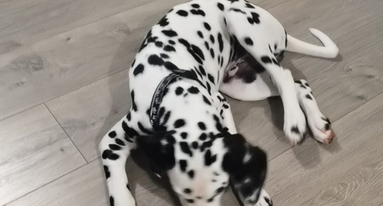 Cute and handsome Dalmatians,Six months old