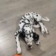 Cute and handsome Dalmatians,Six months old