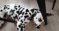 Cute and handsome Dalmatians,Six months old